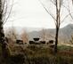 Borradill Cottage - Gallery - picture 
