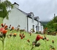 Brynglas Cottage - Gallery - picture 