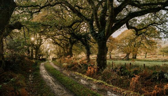 Garth Yr Hebog - Gallery
