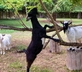 Domaine des Monges Lodge - Gallery - picture 