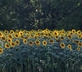 Les Tourterelles - Gallery - picture 