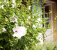 Maisons la Boissiere - Gallery - picture 