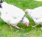 Le Pigeonnier - Gallery - picture 
