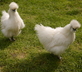 Gites de Sevenne - Gallery - picture 