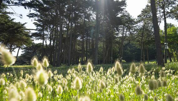 RozVen - Les Tilleuls de la Plage - Gallery