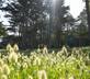 RozVen - Les Tilleuls de la Plage - Gallery - picture 