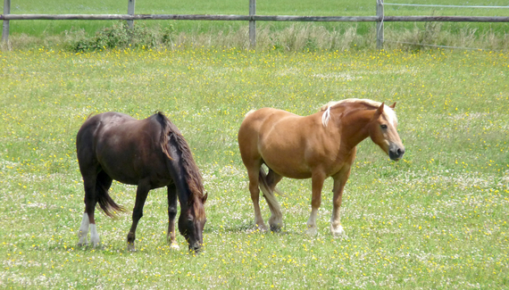 Ferme de la Ruette, Cauvicourt - Gallery