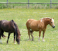 Ferme de la Ruette, Cauvicourt - Gallery - picture 