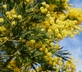 Mimosa Cottage - Gallery - picture 