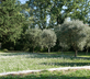 Mimosa Cottage - Gallery - picture 