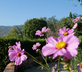 Mimosa Cottage - Gallery - picture 