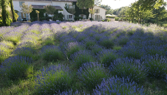 Domaine le Bois des Dames - Gallery