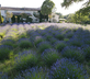 Domaine le Bois des Dames - Gallery - picture 