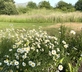 Sea Meadow - Gallery - picture 
