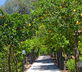 Villa Oriana Relais - Gallery - picture 