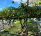 Villa Cappuccini - Gallery - picture 