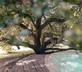 Madonnella Agricola - Gallery - picture 