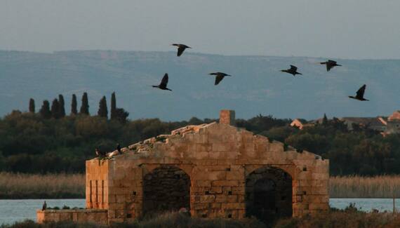 Tenuta Olive Alive - Gallery