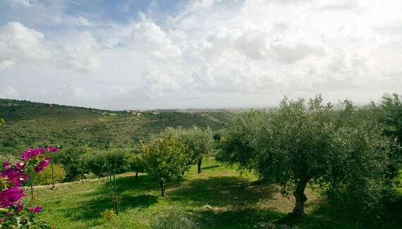 Tenuta Olive Alive - Gallery