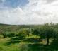 Tenuta Olive Alive - Gallery - picture 