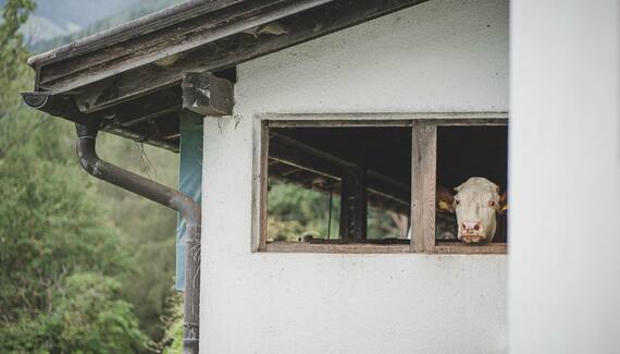 Der Hof Perntal Retreat - Gallery