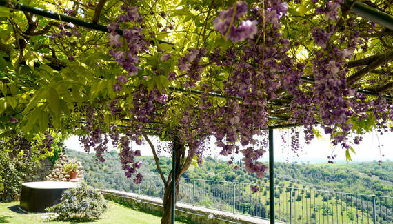 Il Frantoio - Gallery