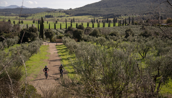 Tenuta Il Cicalino - Gallery