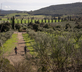 Tenuta Il Cicalino - Gallery - picture 