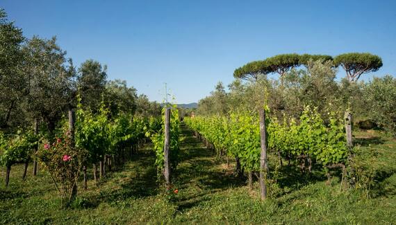 Tenuta Merlò - Gallery