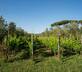 Tenuta Merlò - Gallery - picture 