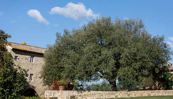 Villa Podernovo - Gallery