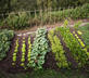 Locanda del Gallo - gallery - picture 