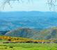 Flores do Vez - Casa Ruca - Gallery - picture 