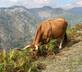 Flores do Vez - Casa Ruca - Gallery - picture 