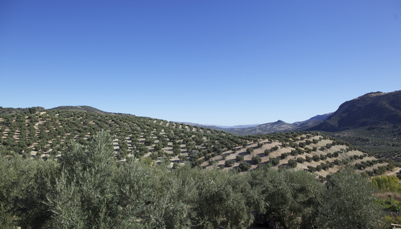 Finca Las Encinas - Gallery