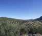 Finca Las Encinas - Gallery - picture 